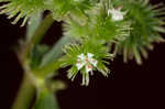 Largefruit blacksnakeroot